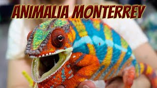 Expo Animalia Monterrey - ¡Asombrosos reptiles y entrevistas reptileras!