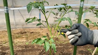 トマトの芽欠きは本で誘引すると収穫量が1.5倍に増えます芽欠き〜誘引〜栽培方法のコツ24/5/8