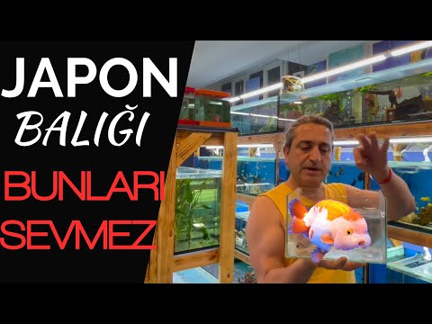 JAPON BALIĞI HANGİ BALIKLARLA YAŞAMAZ, akvaryum balıkları