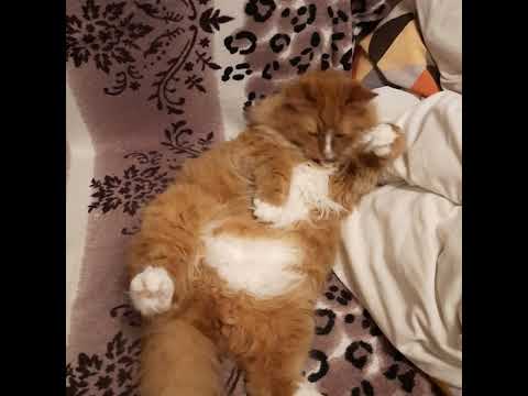 кот-боюн - YouTube