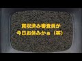 昭和歌謡「 国境の町 」のど自慢大会風味  2