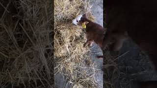 Celebrity Bedding the barn with Wade and Tiny Tim! Getting heifer barn ready for the predicted cold snap. Profile