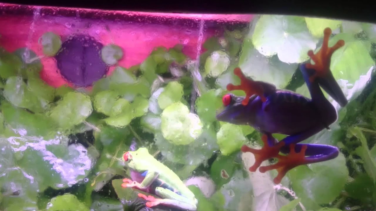 Red-eyed tree frog calling