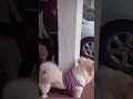 #chowchowshortvideo