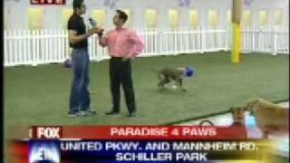 Paradise 4 Paws on Fox News- Video 1