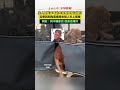 人騎共享電動車帶狗狗等紅綠燈 沒想到狗狗直接跑去別人車上取暖 網友 狗不嫌家貧 但會嫌冷 人騎共享電動車帶狗狗等紅綠燈 沒想到狗狗直接跑去別人車上取暖 網友 狗不嫌家貧 但會嫌冷
