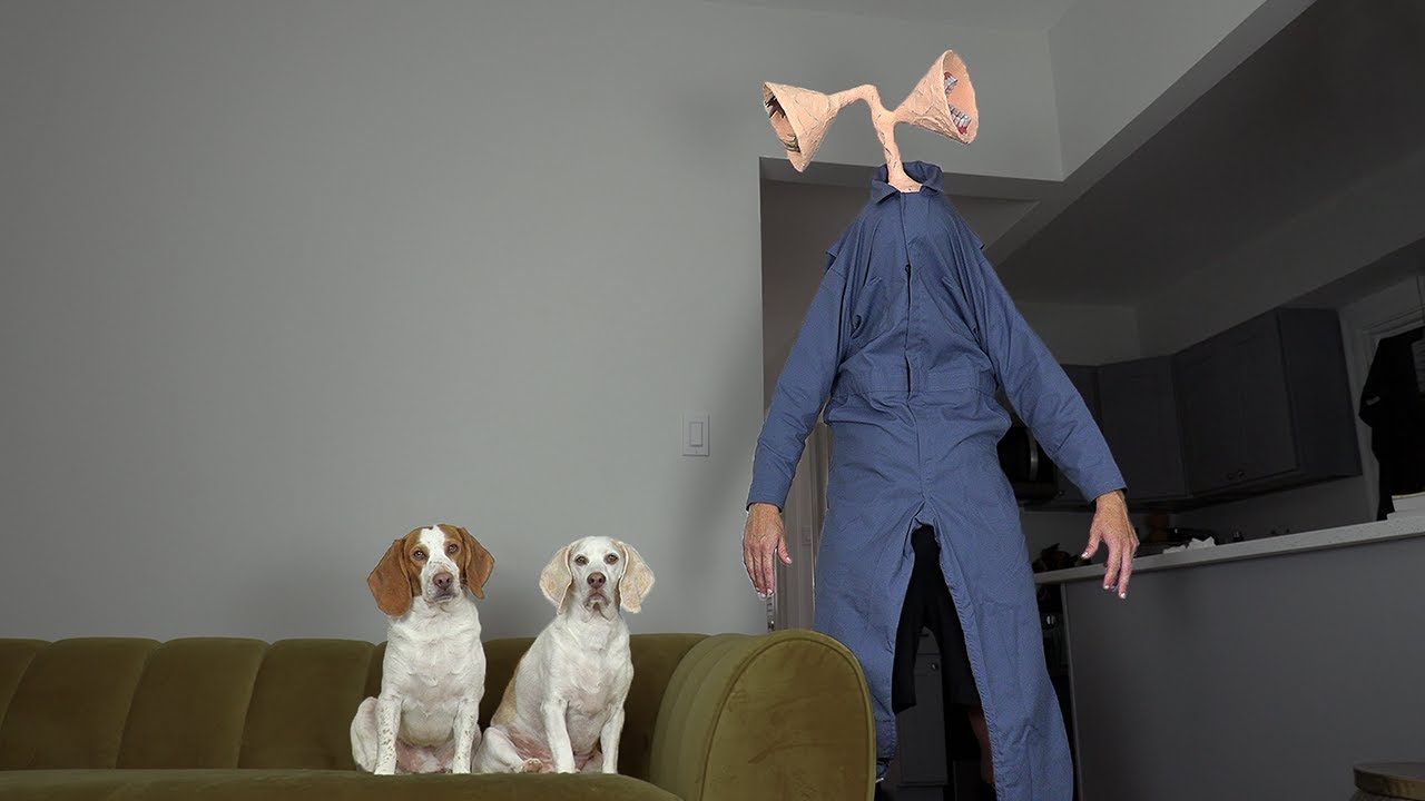⁣Dogs Find Out if Siren Head is Real! Funny Dogs Maymo & Potpie vs Siren Head Prank