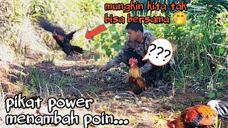 TIDAK DIRAGUKAN LAGI..PIKAT POWER,,TANGGUH &amp; SELALU POIN...MANTAP....