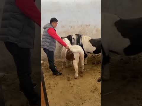Horse Mating Donkey - Donkeys Breeding - Animals Mating Compilation 2024 #donkeymeeting #shorts