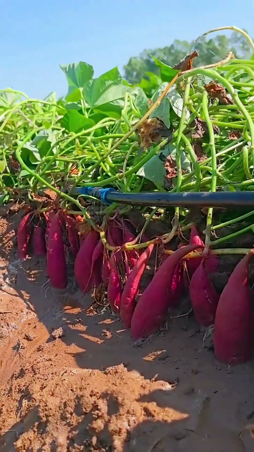 Grown sweet potatoes