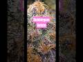 Bubblegum Gelato Harvest Day - Look at the Trichome #shorts