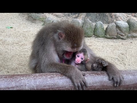 ニホンザル 猿の赤ちゃんが可愛すぎ(^^) 大分県 高崎山自然動物園