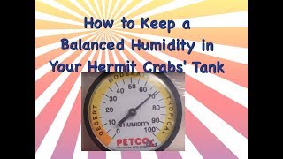 How To Keep a Balanced Humidity In Your Hermit Crab Tank