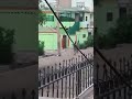 فديو آخر يوثق إنتهاكات الجنجويد مليشيات الدعم السريع وإطلاق النار داخل المنازل