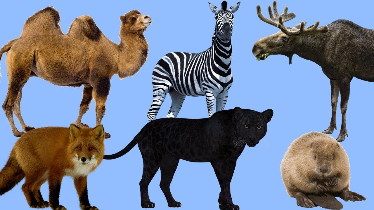 Zoo animals videos. Wild animals for Kids. Learn animals. Domestic and Wild animals for Kids. DRULII TV животные.