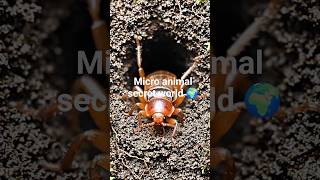 “Tiny Camera Inside a Real Insect World” #WildlifePOV#MicroWorld#InsectVision