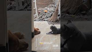 Wooly ben nunggu ayah dengan setia