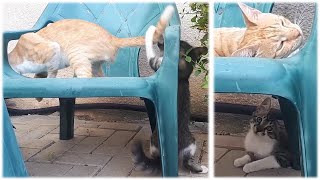 Cat Vs Kitten Funny Kitten Annoys Cute Cat 2Stray Cats