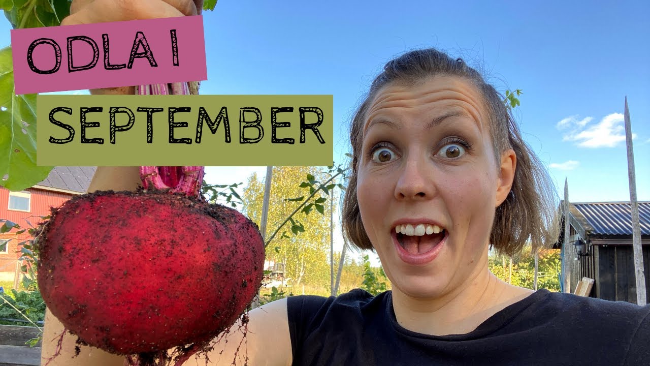 Odla i SEPTEMBER - Stor rödbetsskörd och många bäddar som ska täckas inför vintern