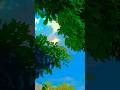 🌿 “Nature Ka Magical View 😍 | Blue Sky &amp; Green Leaves Aesthetic Vibes” #shorts #viralvideo