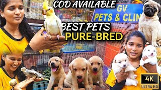 online reptile dealers