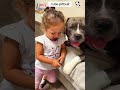 cute pitbull #pets #cute #love #animals #kutedog