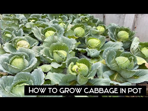 How To GROW