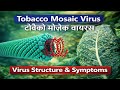 TMV Virus | Tobacco Mosaic Virus | Structure, Symptoms &amp; Replication | B.Sc Botany 2nd Semester