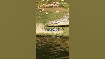 Python vs Crocodile: The Ultimate Reptile Showdown!
