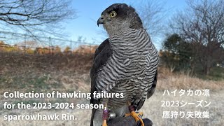 【Falconry】Collection of hawking failures for the 2023-2024 season, sparrowhawk Rin