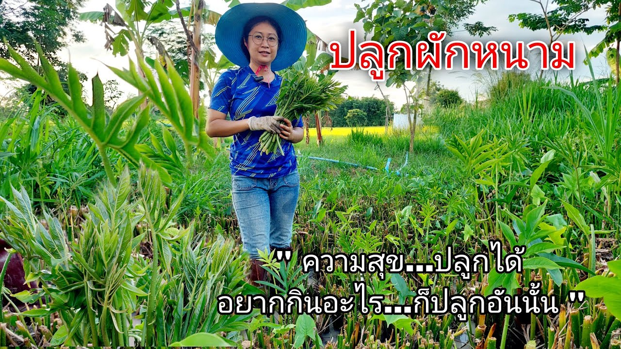 ปลูกผักหนาม ความสุขปลูกได้ อยากกินอะไรก็ปลูกอันนั้น