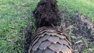 PANGOLIN TASTER BY GODDUNNIT PROMOTIONS: PANGOLIN MISSION POSSIBLE