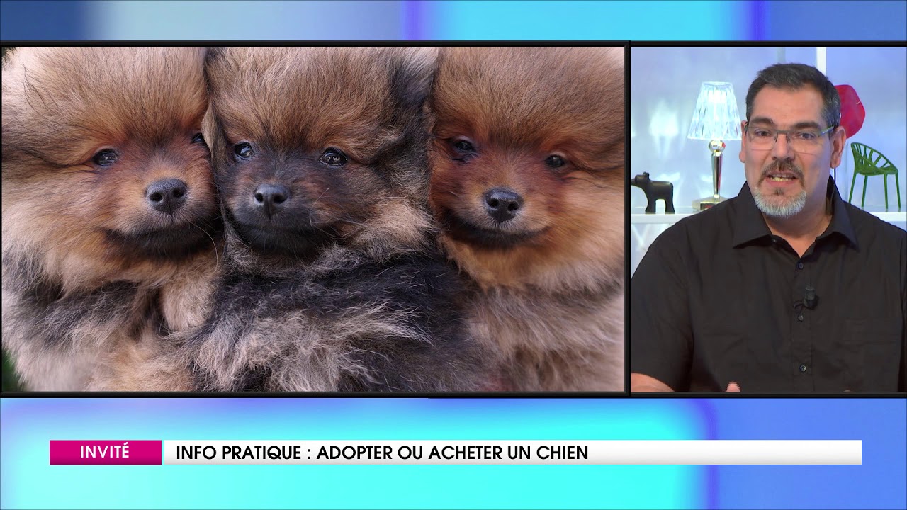 adopter ou acheter un chien YouTube