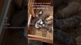 GLK puppy mush, feeding, increased ￼