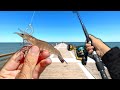 Fishing a LIVE SHRIMP off the Pier and Caught THIS! (Loaded)