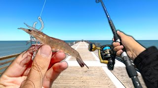 Fishing a LIVE SHRIMP off the Pier and Caught THIS! (Loaded)