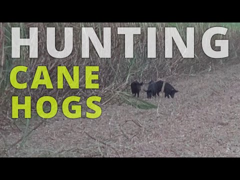 Video: Jinsi Ya Kuteka Boar