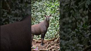 Rare Tapir Walking Deep in the Jungle 🌿 | Amazing Wildlife Short #tapir #shorts #shortvideo #yt