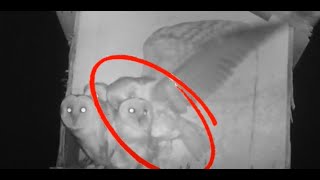 Crazy Wild Barn Owl Nestswitcher kleptoparasite Stealing Food And Attacking Host Nestlings