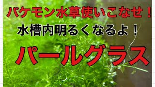 Monster aquatic plant! Let's use it well!! Introducing pearl grass!
