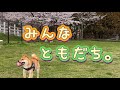超オススメ!犬と一緒にいける満喫スポットが楽しすぎた