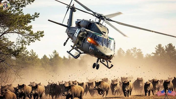INTENSE! Helicopters Chase Wild Boars - With No Place To Hide, Wild Boars Were Taken Down Entirely