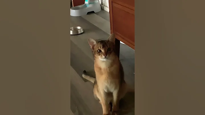 Video 9645851: cat pets abyssinian, abyssinian catlover, cute abyssinian cat, don