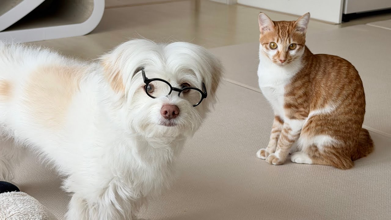 몽땅이네 홈캠 훔쳐보기(feat. 집사 외출)