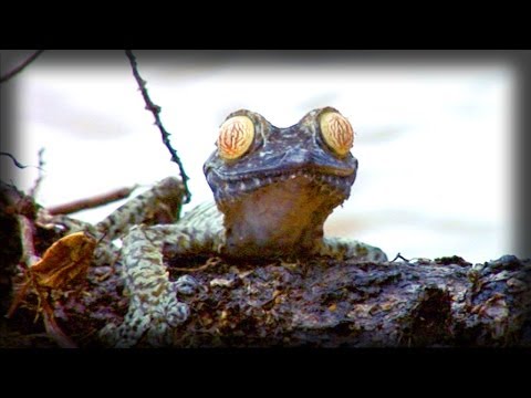 Real hypnotoad | Hipnosapo real