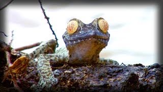 Real hypnotoad | Hipnosapo real