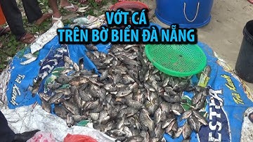 Vớt hàng tấn cá trê “khủng”, cá rô trên bờ biển Đà Nẵng sau trận mưa lịch sử