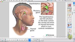 APBio Ch 40: Endocrine System and Unit 7 Essay Review