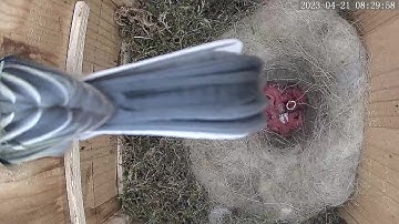 Great Tit Nestbox Vienna 2023