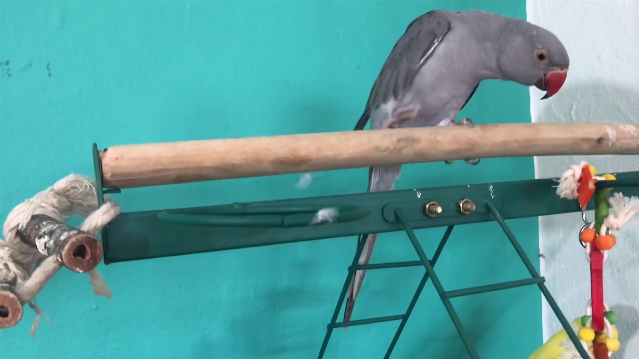 Indian Ringneck Cage Setup YouTube